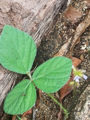 Calopogonium mucunoides