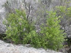 Fraxinus greggii