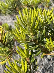 Banksia attenuata