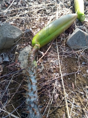 Pachypodium rutenbergianum image