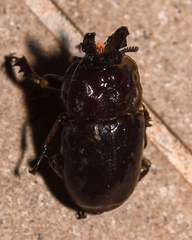 Ryssonotus nebulosus