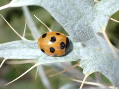 Coccinella algerica