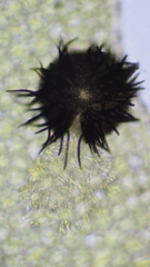 Epibryon plagiochilae