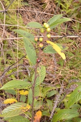 Rhamneae