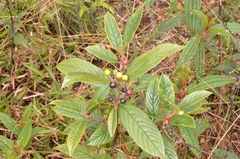 Rhamneae