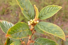 Rhamneae
