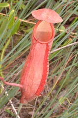 Nepenthes