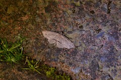 Chloroclystis filata