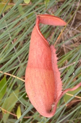 Nepenthes