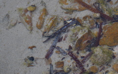 Austrocochlea constricta