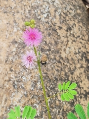 Mimosa diplotricha