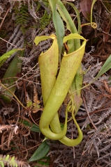 Nepenthes