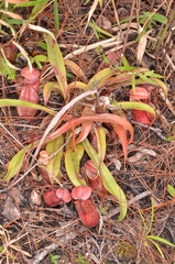 Nepenthes