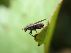 Trixoscelis