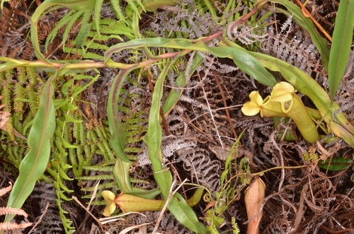 Nepenthes smilesii