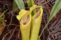 Nepenthes