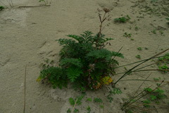 Anisotome lyallii