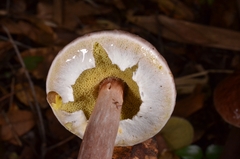 Aureoboletus longicollis
