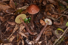 Aureoboletus longicollis