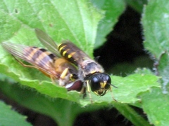 Philanthus triangulum