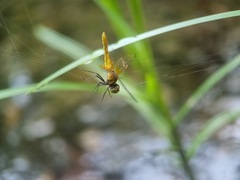 Nannophya pygmaea