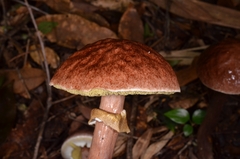 Aureoboletus longicollis