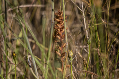 Orobanche minor