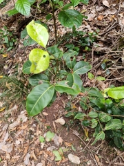 Mischocarpus anodontus