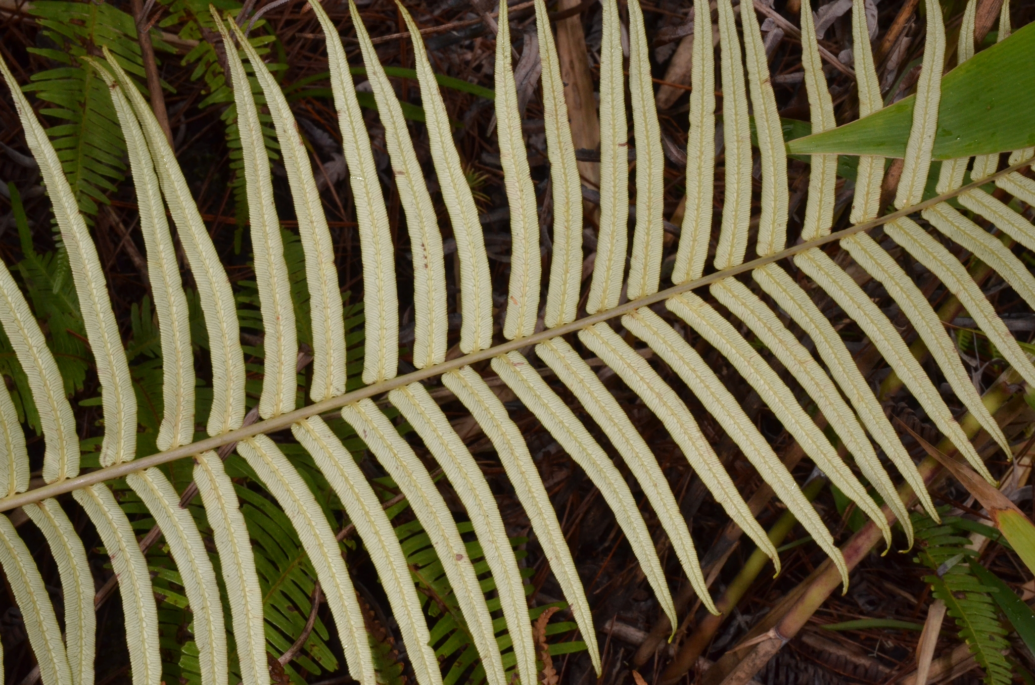 Brainea insignis（ブライネアインシグニス Brainea insignis - Tropics @Home