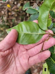 Mischocarpus anodontus