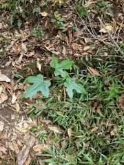 Brachychiton discolor