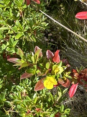 Hibbertia cuneiformis