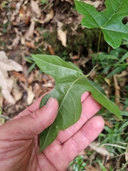 Brachychiton discolor