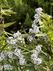 Agonis flexuosa