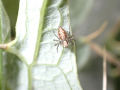 Oxyopes kraepelinorum