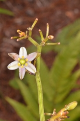 Dianella ensifolia