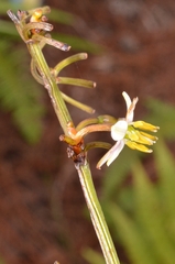 Dianella ensifolia