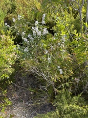 Agonis flexuosa