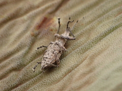 Charagmus gressorius