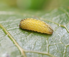 Theclinesthes onycha