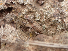 Charagmus gressorius