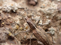 Charagmus gressorius