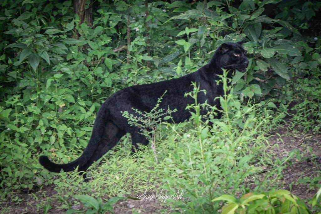 Indochinese Leopard in October 2021 by whywhywild · iNaturalist