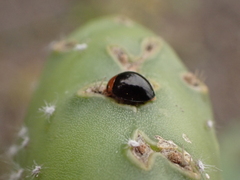 Exochomus nigripennis