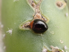 Exochomus nigripennis