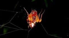 Verrucosa meridionalis