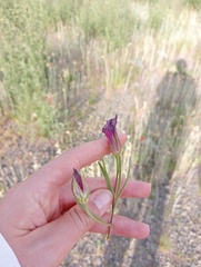 Hibiscus microcarpus