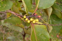 Lyonia