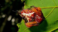 Verrucosa meridionalis