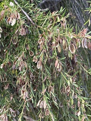 Bossiaea linophylla